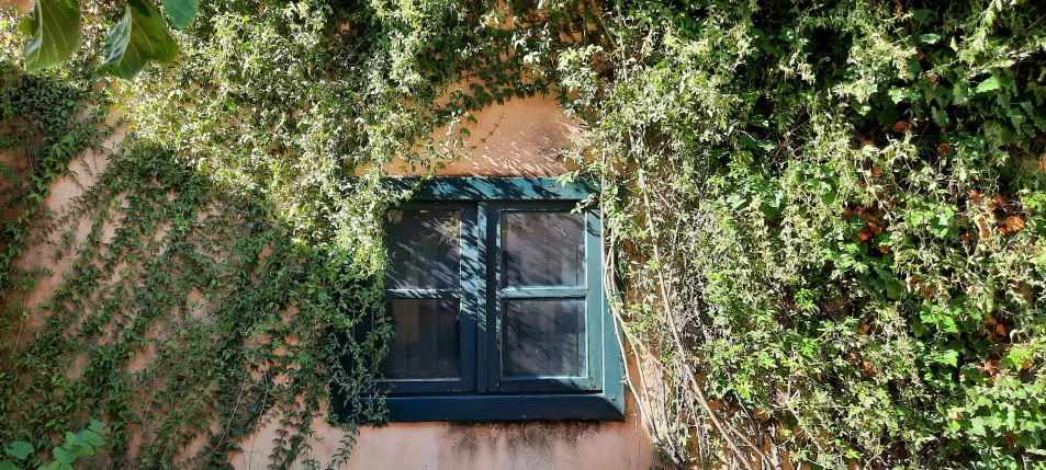 the window is on a wall covered with vines