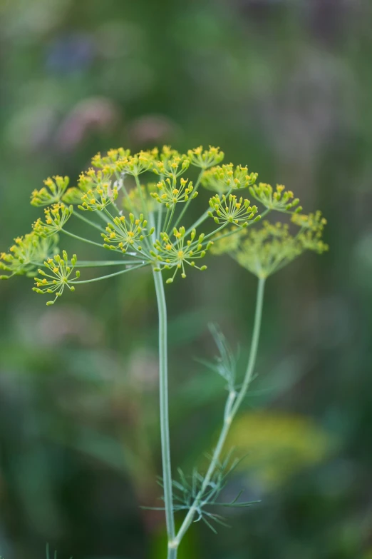 this is a very close up picture of a flower