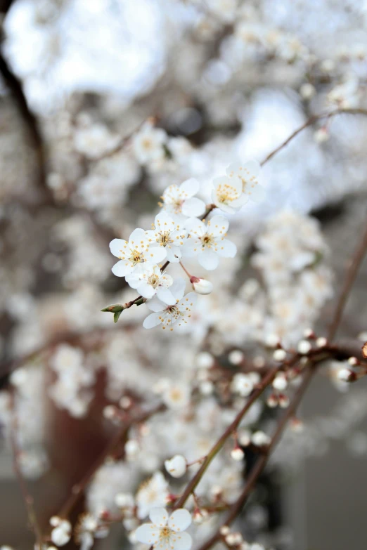 a large group of small white flowers on the nch