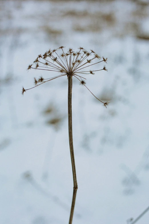 a plant in front of snow covered water