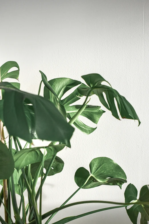 a green potted plant sits in front of a white wall