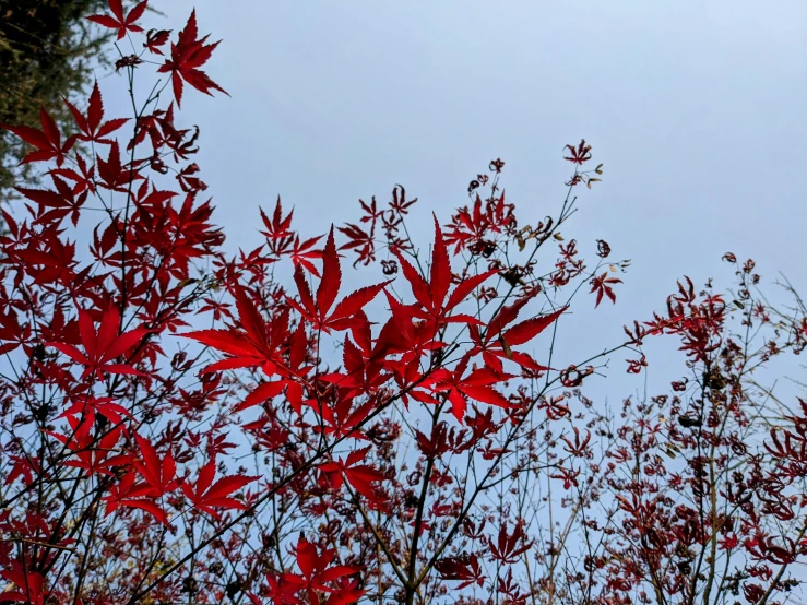 several different types of red leaves against the blue sky