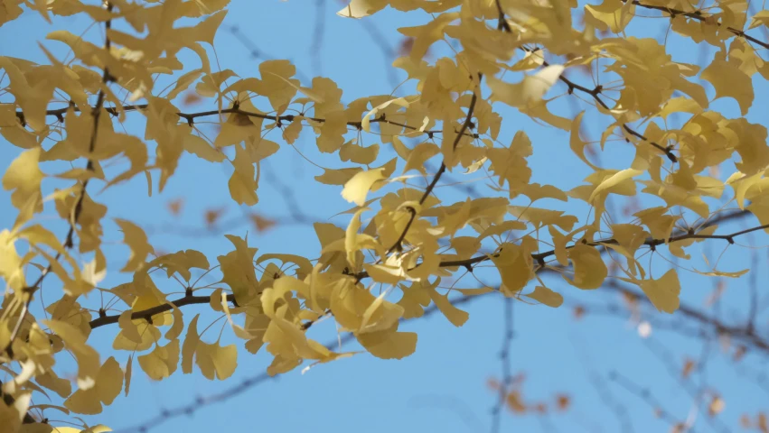 the nches and leaves of a tree are yellow