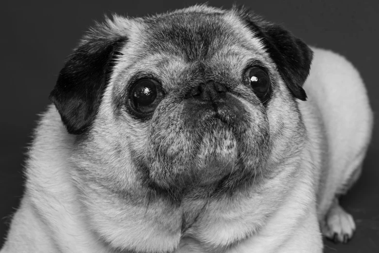 a pug looking at the camera in black and white