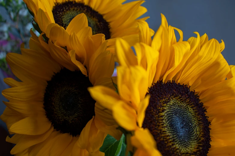 a group of sunflowers with large stems and dark brown center