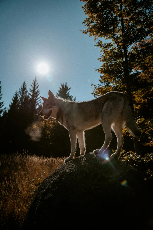 a wolf standing on a rock at a park