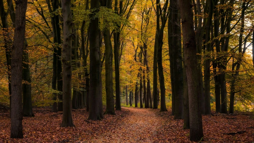 a path in the woods leading through some trees