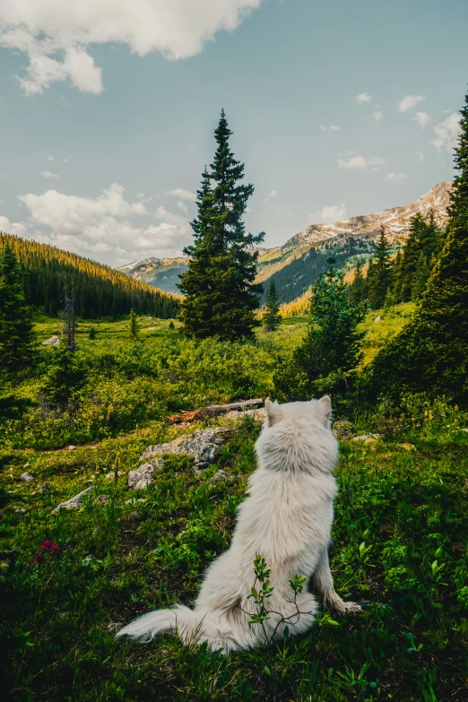 a large white dog sitting on top of a green field