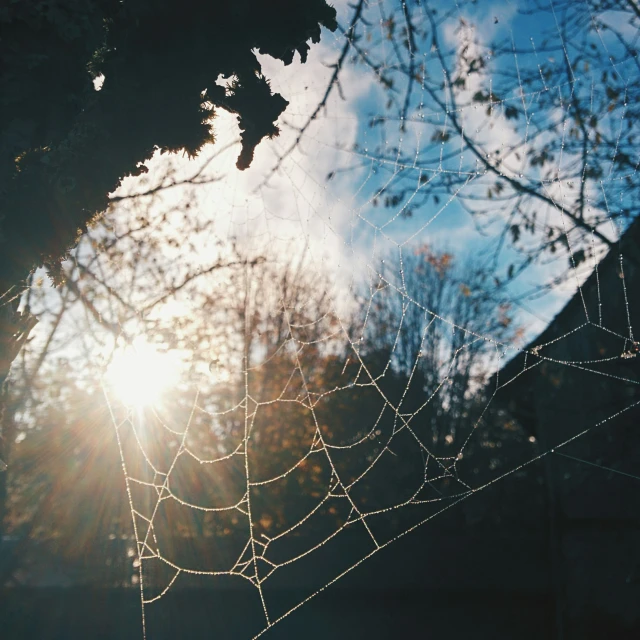 the sun behind a spider web hanging on a tree nch