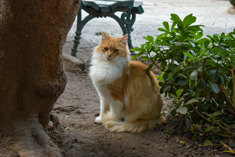 a yellow and white cat is sitting by a tree