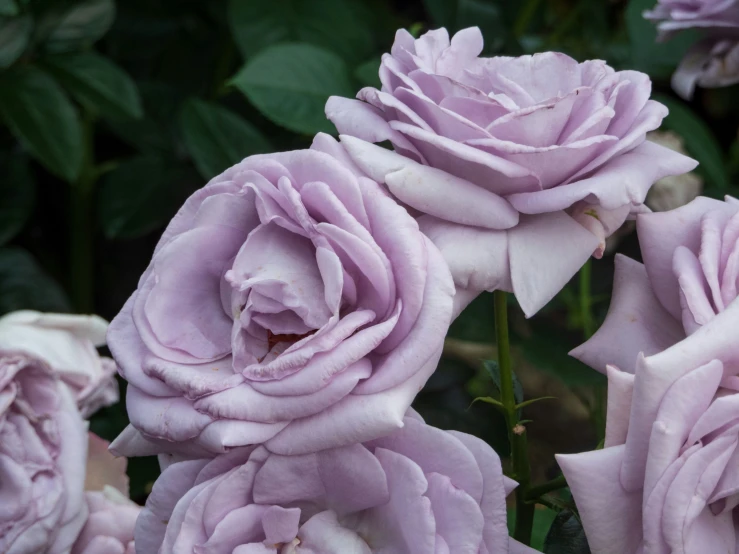 purple roses are all blooming together in the bush