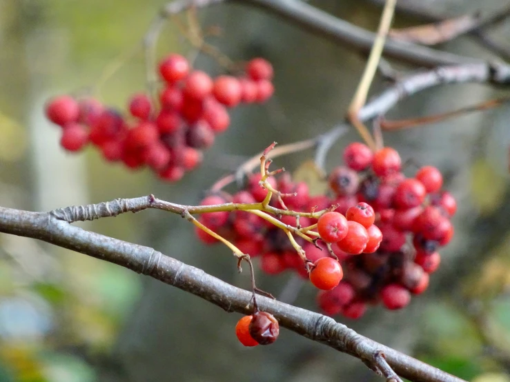 berries and leaves on a tree in the fall