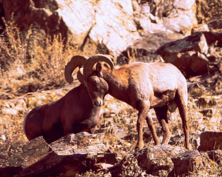 an alpine goat nuzzling itself with another mountain goat