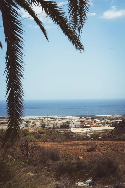 palm tree on the field, with a distant city in the distance