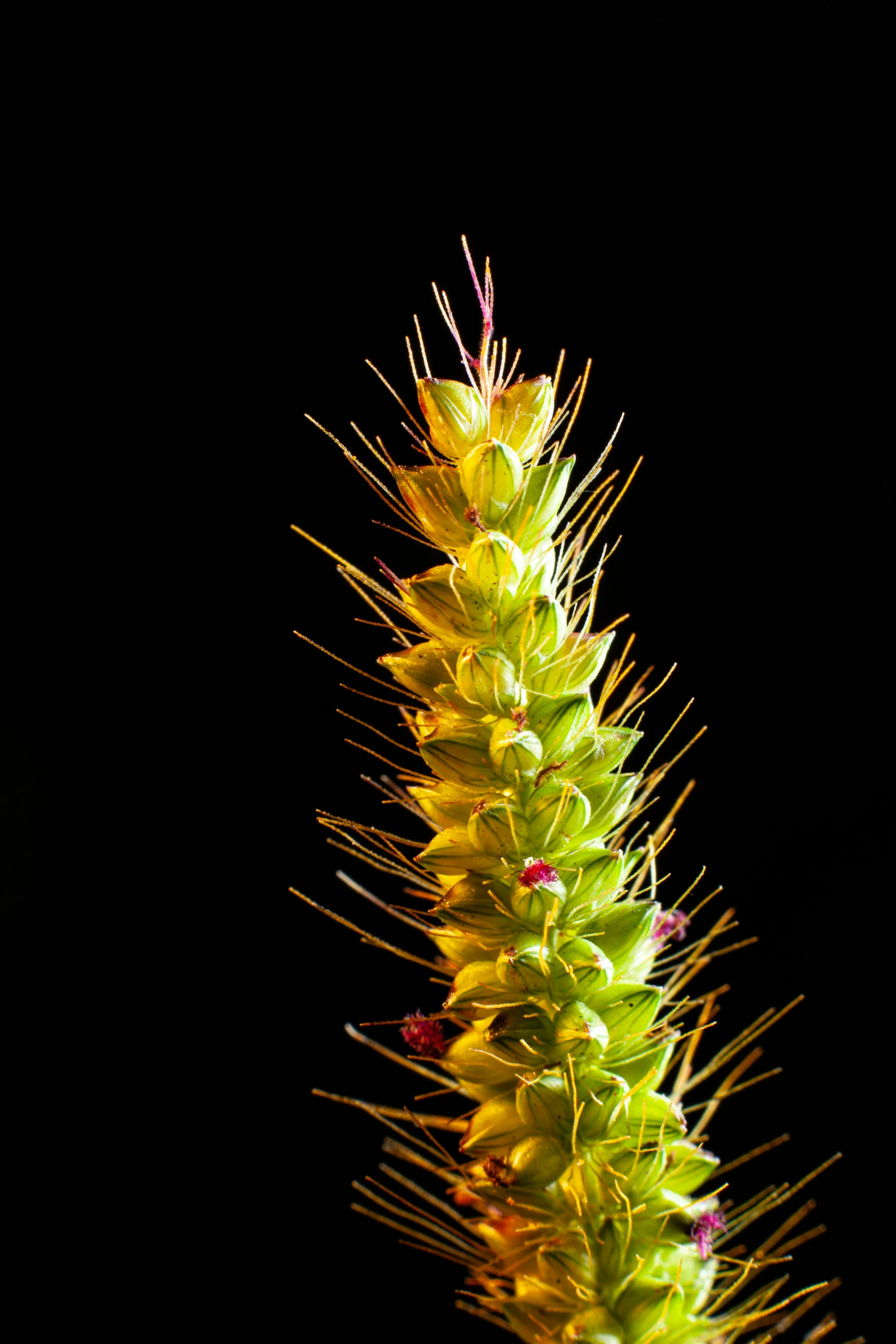 green and yellow flower on a tall plant