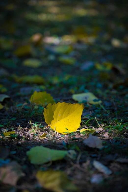 a yellow leaf that has fallen from a tree