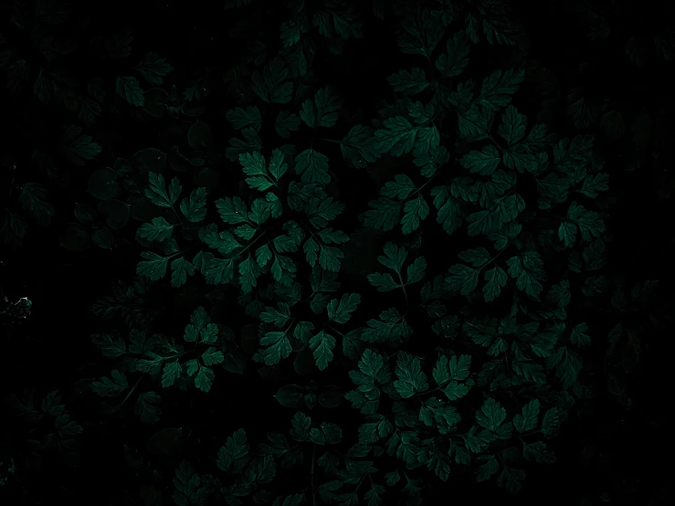 dark green leaves on a dark background