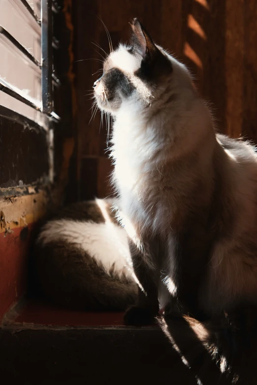 a black and white cat sitting on the floor in front of a window