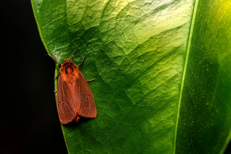 a bright red bug sitting on a large green leaf