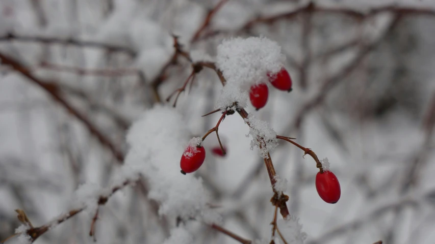 a bunch of red berries are on the tree