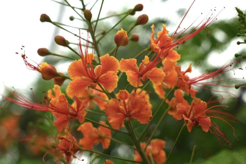 orange flowers are blossoming against the green foliage