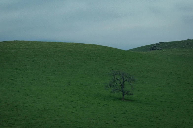 a lone tree is standing alone on the hillside