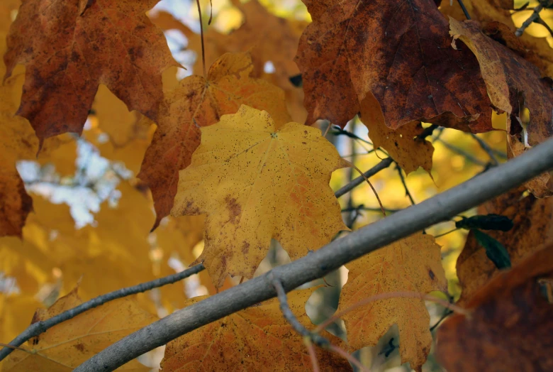 leaves on a tree in the fall in front of blue sky