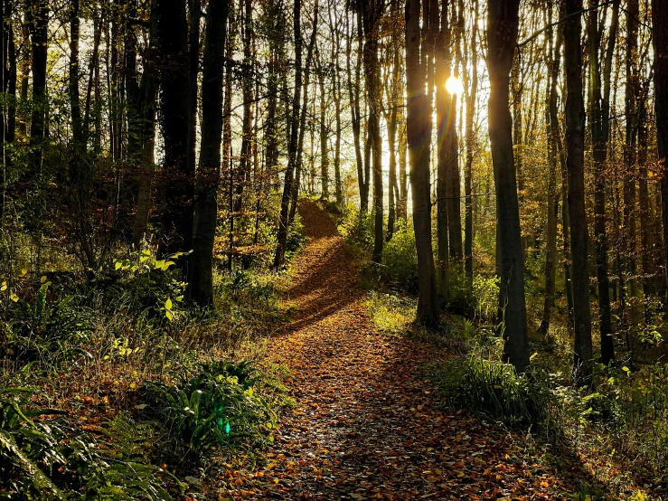 a path in a forest leads to a sun flare