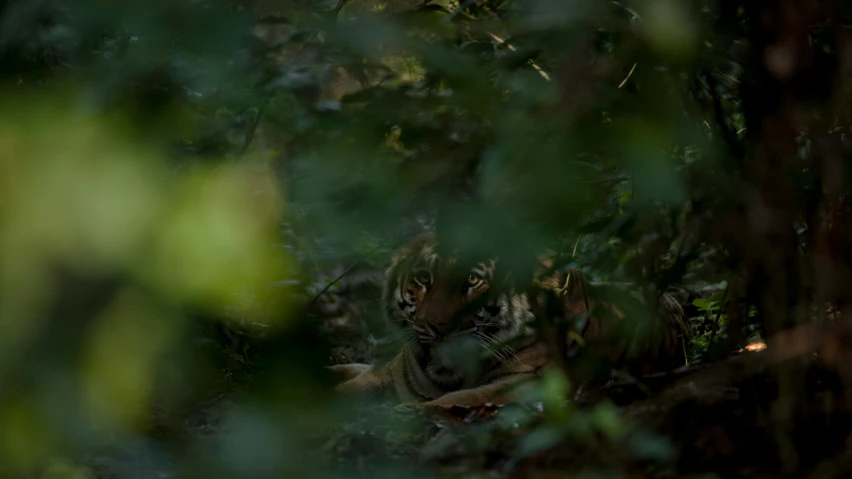 two tigers that are standing in the brush