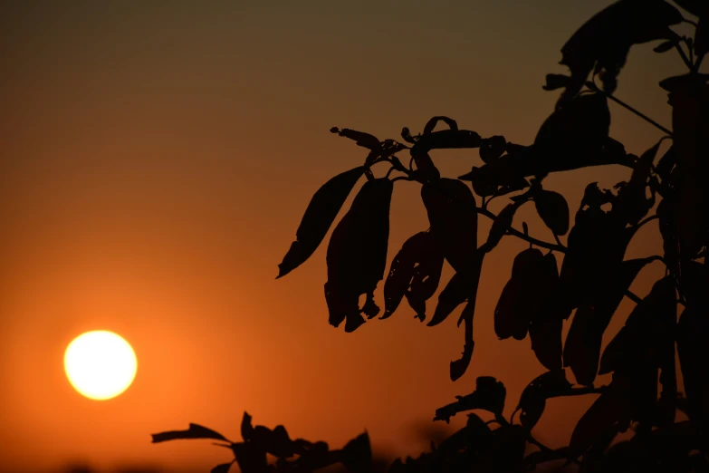 the sun in silhouette is very close to the tree