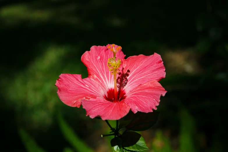 a pink flower with yellow stamen leaves is in the foreground