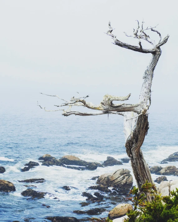 a dead tree leaning over a rock by the ocean