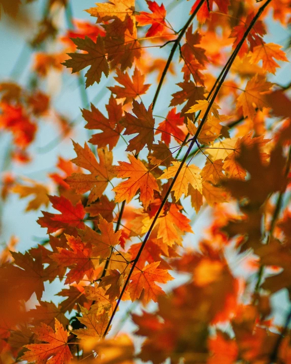 a nch full of autumn leaves is pictured