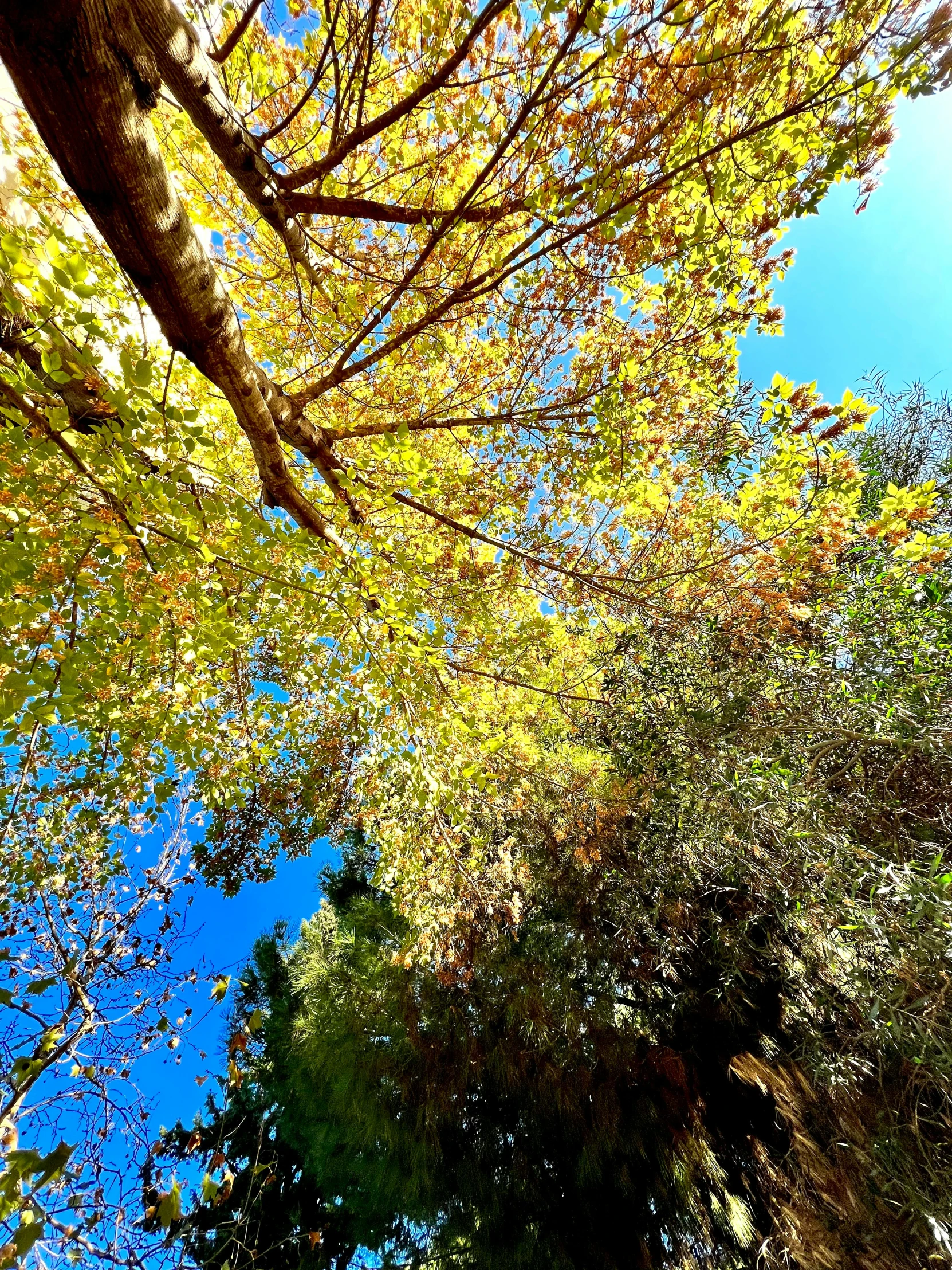 the leaves of some trees in front of a blue sky