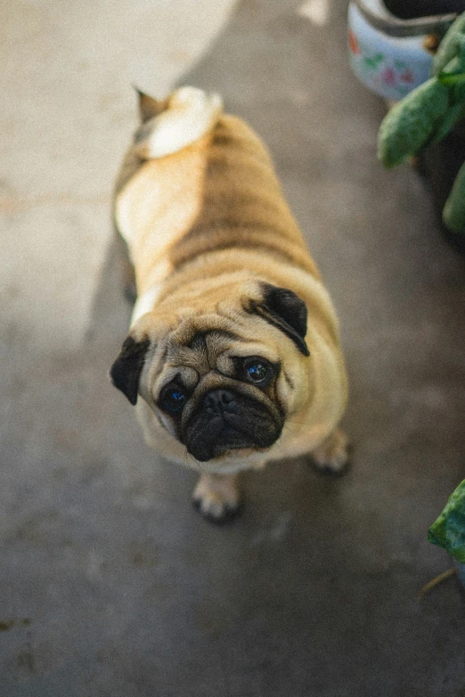 a small brown pug dog looking up at the camera