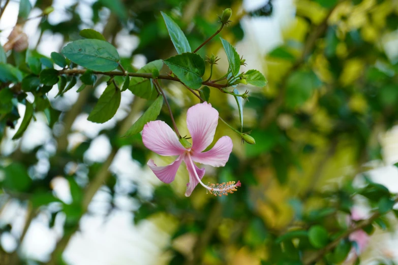 pink flowers are blooming in a large tree