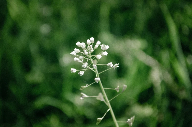 the flower is blooming from a green stem