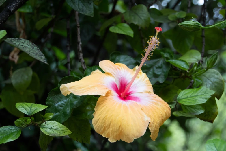 a yellow hibisa flower blooming on the nches of a tree