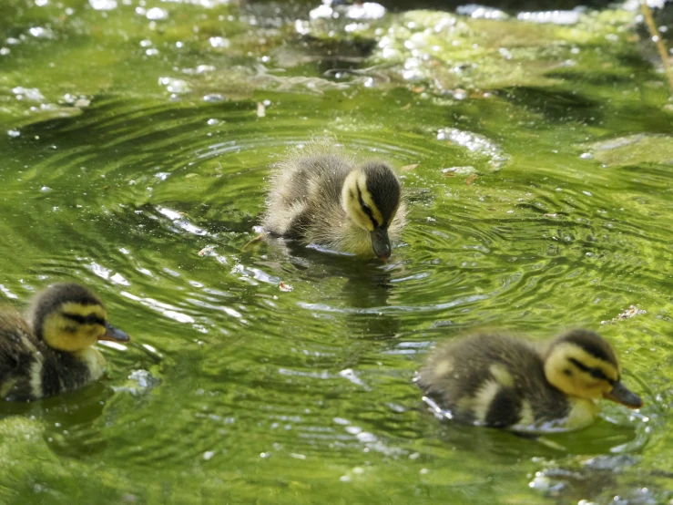 the ducklings are swimming in the pond together