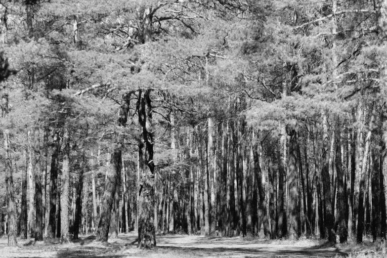 a black and white po of a trail in the woods