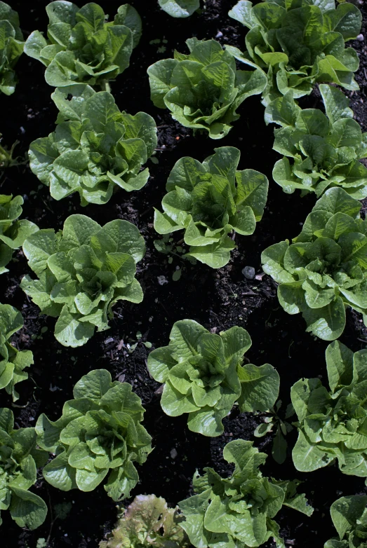 many green plants with little white flowers growing in the soil