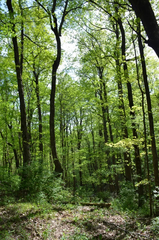 a forest with green and brown foliage