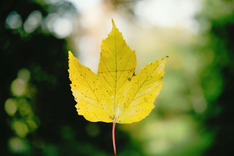 a single leaf that is sitting on the ground