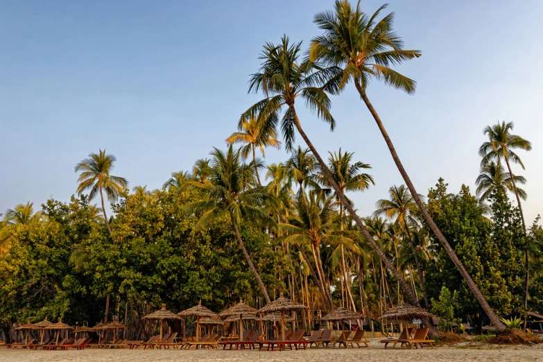 a beach covered with lots of palm trees