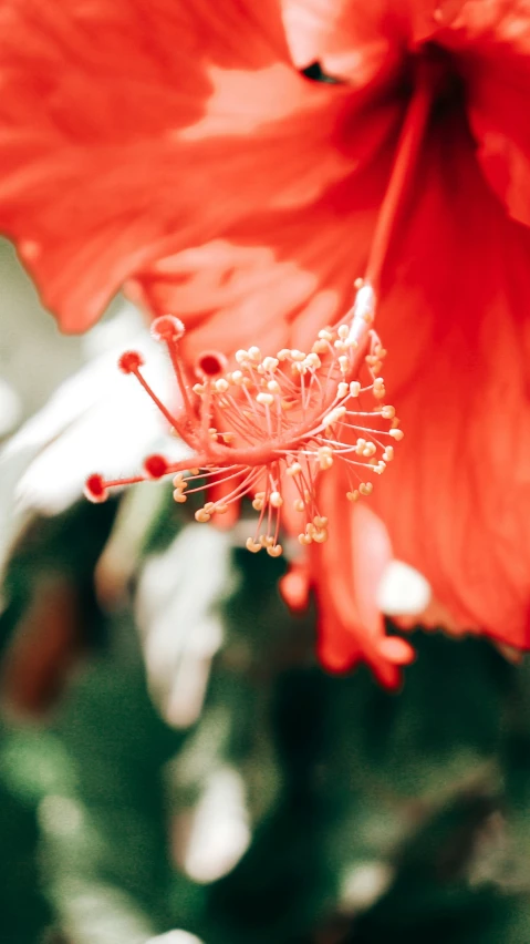 close up of a red flower blooming from center to center