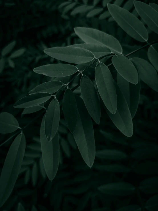 a green leaf is on the nches in front of some vegetation