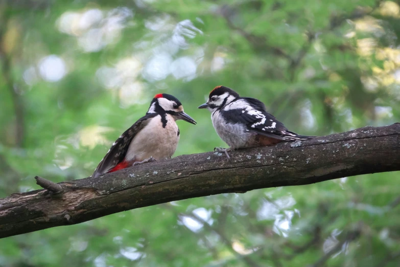 two colorful woodpeckers are perched on a nch