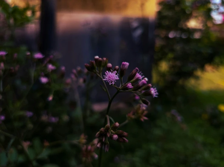 purple flowers and vines are near a wooden structure