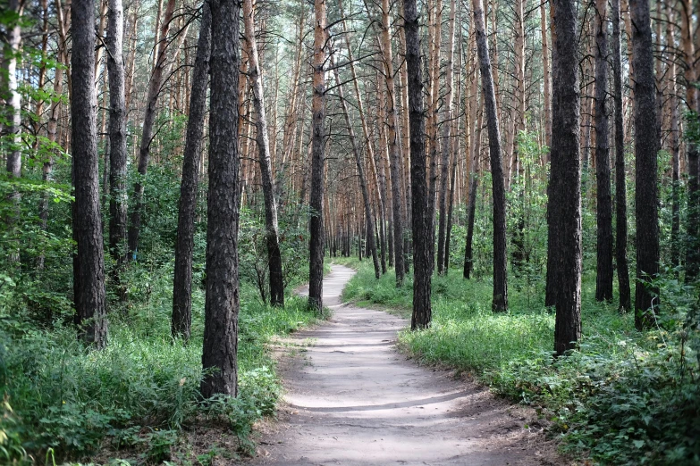 a trail winding through a pine forest in the fall