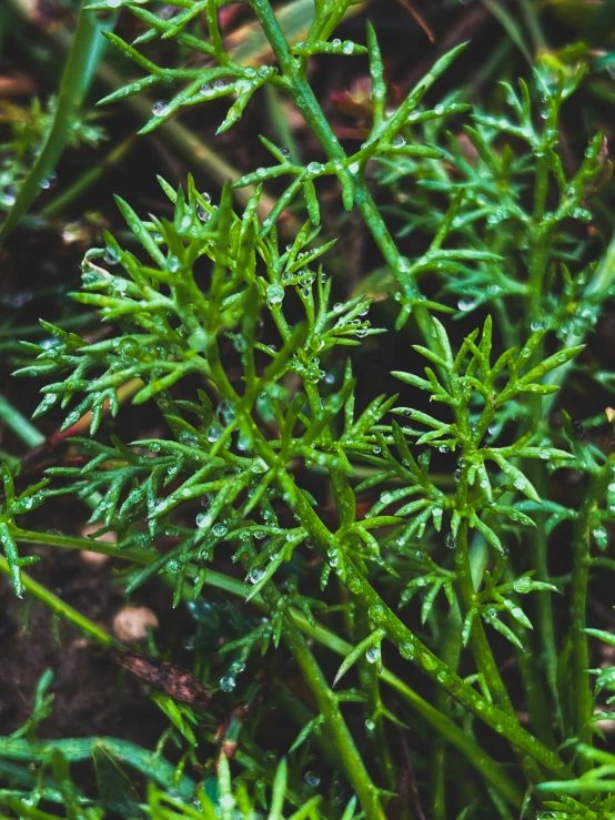 close up of a very small plant that is growing